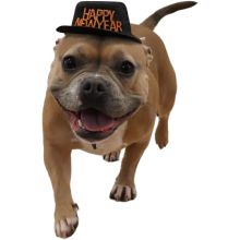 Brun bulldog med sort nytårshat på med teksten "Happy New Year"